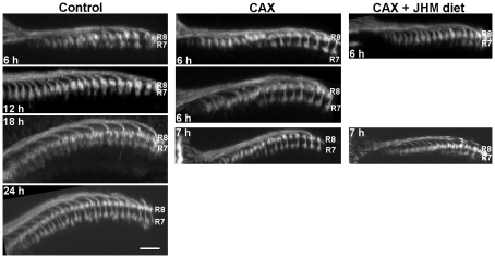 Fig. 5.