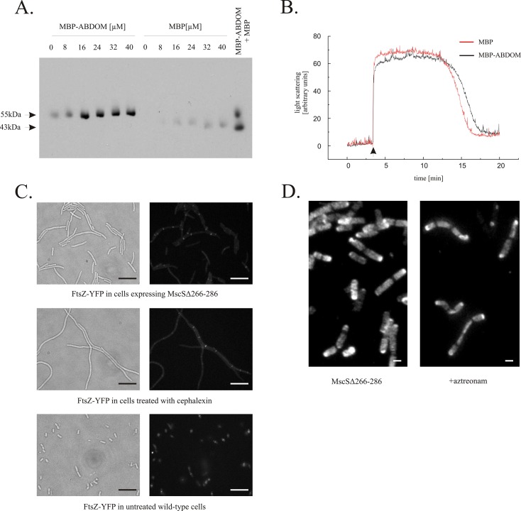 Fig 2