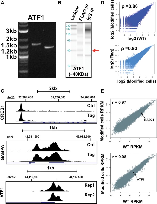 Figure 2.