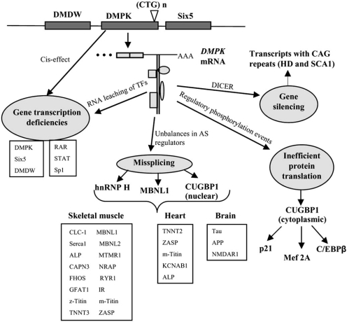 Fig. (1)