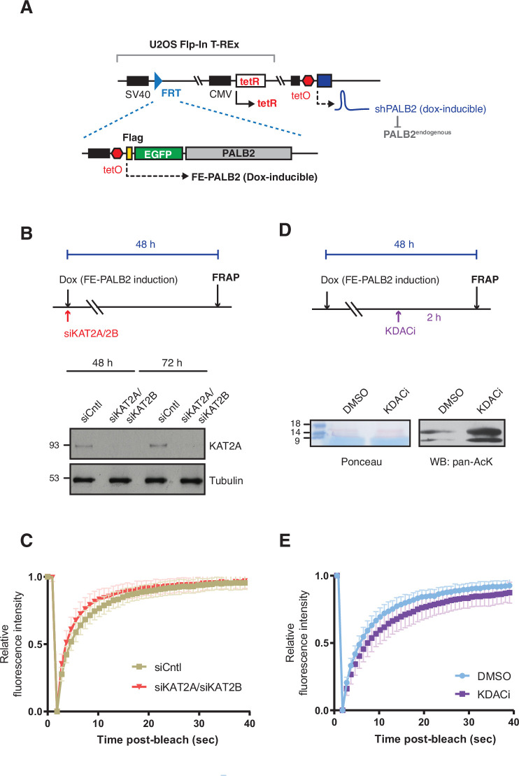 Figure 3—figure supplement 1.