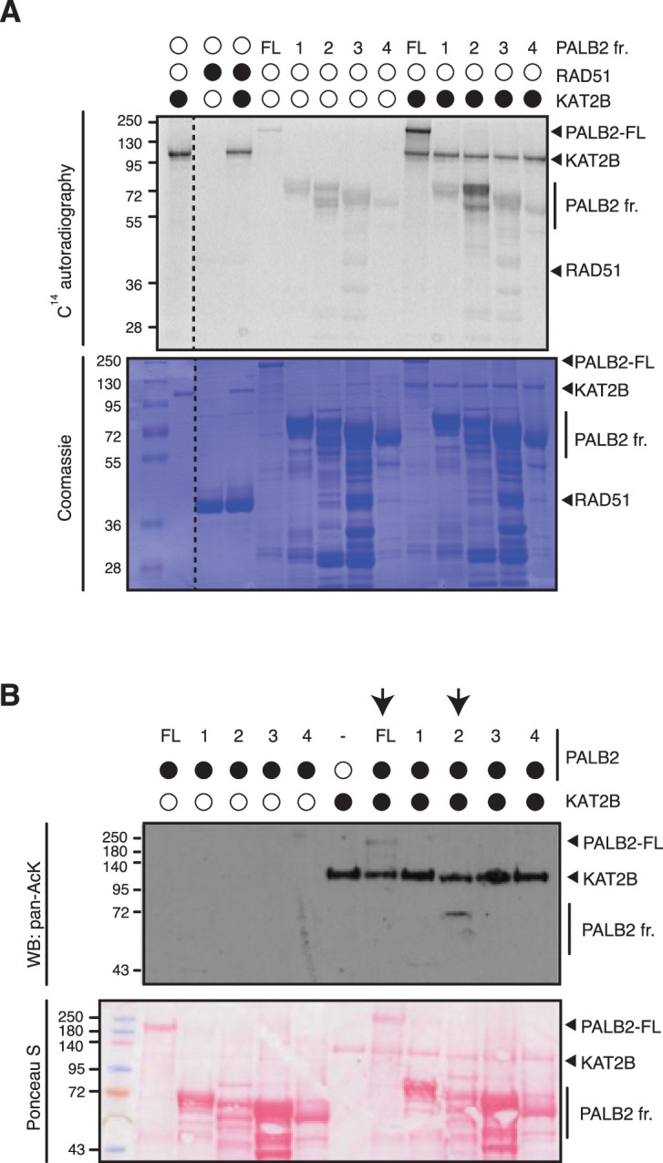 Figure 1—figure supplement 1.