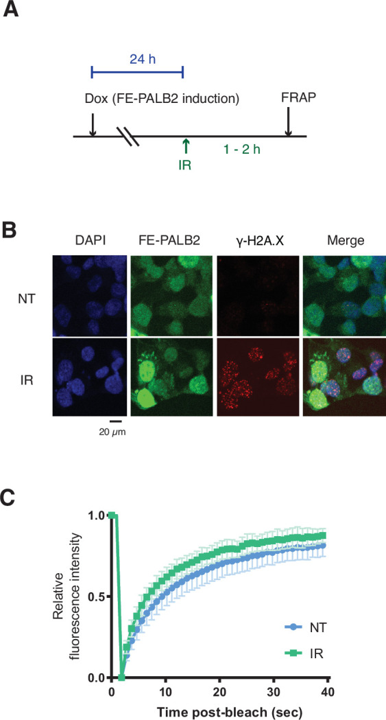 Figure 4—figure supplement 1.