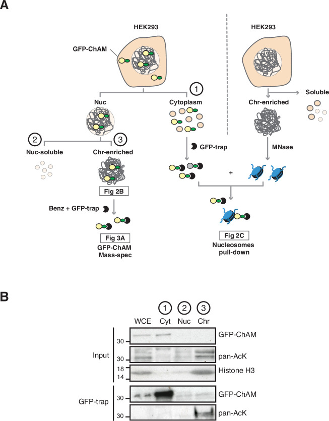 Figure 2—figure supplement 1.