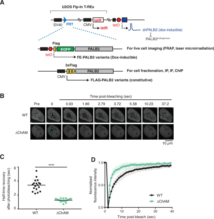 Figure 5—figure supplement 1.