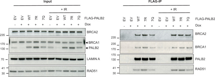 Figure 6—figure supplement 1.