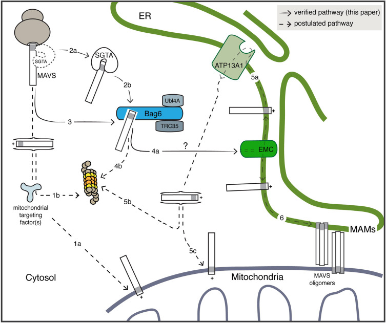 Fig. 7.