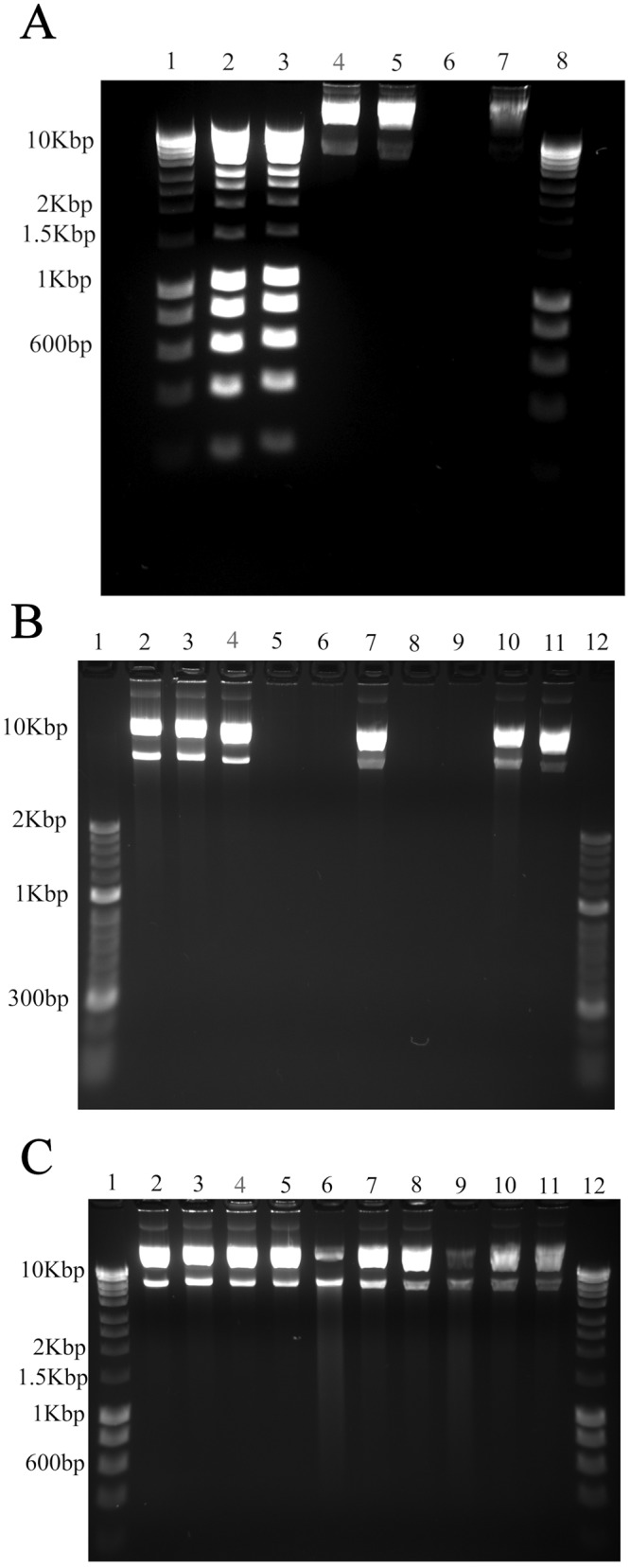 FIG 6