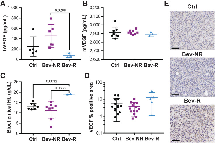 Figure 2. Bevacizumab treatment in MDA-MD-231 tumors changes systemic VEGF and hemoglobin levels, while influencing VEGF positivity in the responding tumors. Systemic levels of hVEGF (A) in the circulation are significantly reduced in responding mice but no change in mVEGF (B) is observed (Ctrl nmice = 5, Bev-NR nmice = 6, Bev-R nmice = 3). C, Responding mice also show a significant increase in systemic levels of biochemical hemoglobin (Ctrl nmice = 7, Bev-NR nmice = 8, Bev-R nmice = 2). D and E, hVEGF measured using IHC in the respective tumors shows a significant increase in positivity in the responders (Ctrl ntumors = 14, Bev-NR ntumors = 14, Bev-R ntumors = 5). Scale bars = 50 µm; P values are displayed from two-sided Student t tests except in D, where a Welch t test was performed because of unequal variances.