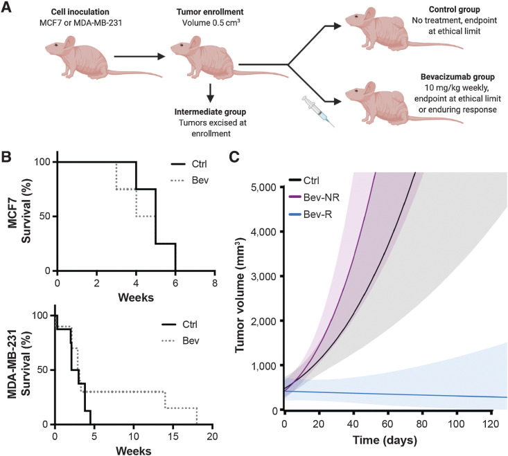 Figure 1. Bevacizumab provides a survival benefit in a subset of MDA-MB-231 tumors but not MCF7 tumors. A, Illustrative overview of study design (created with BioRender.com). Mouse viewpoint from left side shows only the left flank tumor; right flank tumor not shown. B, Survival curves for control (Ctrl) and bevacizumab (Bev) treated groups in MCF7 tumor-bearing mice (top, nmice = 4 Ctrl, nmice = 4 Bev) and MDA-MB-231 tumor-bearing mice (top, nmice = 8 Ctrl, nmice = 11 Bev). C, Estimated average tumor growth per group for the control group and the bevacizumab-treated group of MDA-MB-231 mice (ntumors = 14 Ctrl; ntumors = 20 Bev), illustrating the durable response obtained in the subset of the treated group denoted as responders (Bev-R) compared with nonresponders (Bev-NR) based on their tumor growth rates (see Supplementary Data). Shaded areas show 95% pointwise confidence bounds for the average. The largest tumor volume recorded in the study was less than 3,200 mm3 in accordance with our ethical limits; data beyond this volume is an extrapolation of our linear model to illustrate the trajectory of growth in Ctrl and Bev-NR tumors. Weeks denoted in B and C are from the time of enrollment.