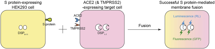 Figure 1