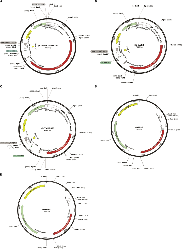 Figure 2