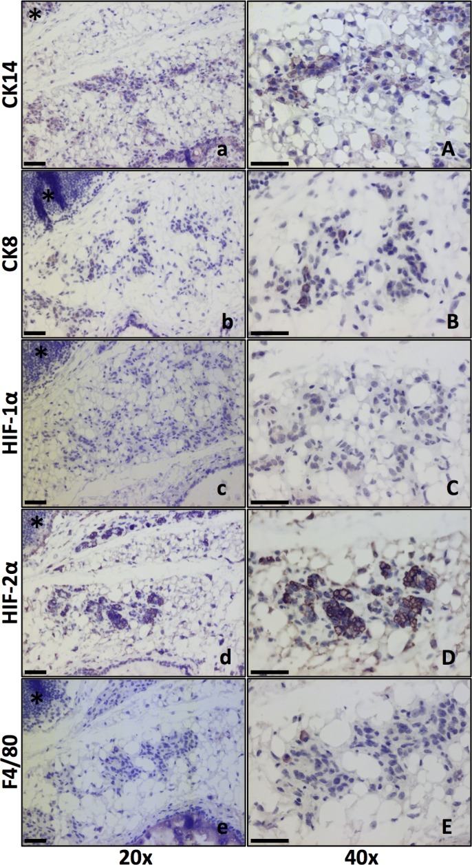 Fig 5