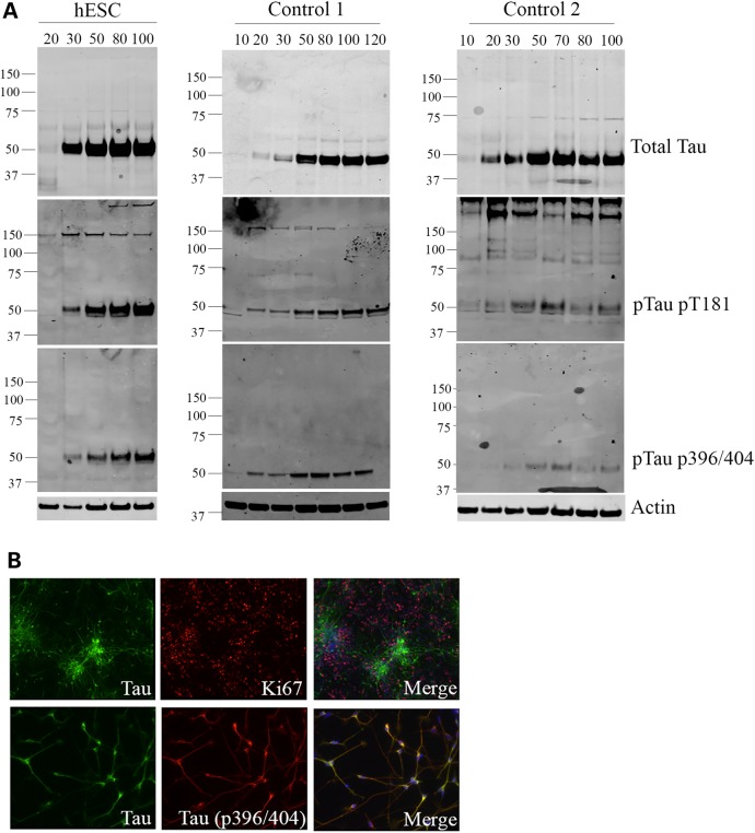 Figure 3.