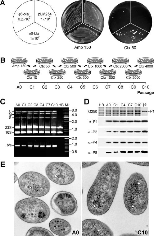 FIG. 2.