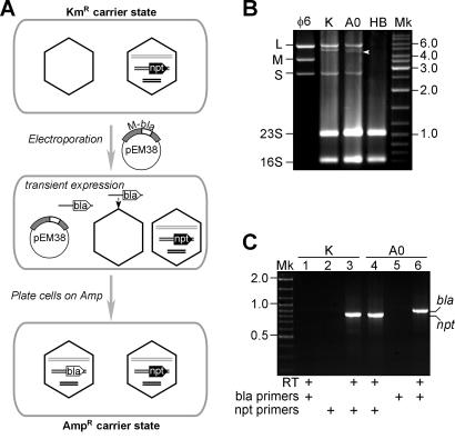 FIG. 1.