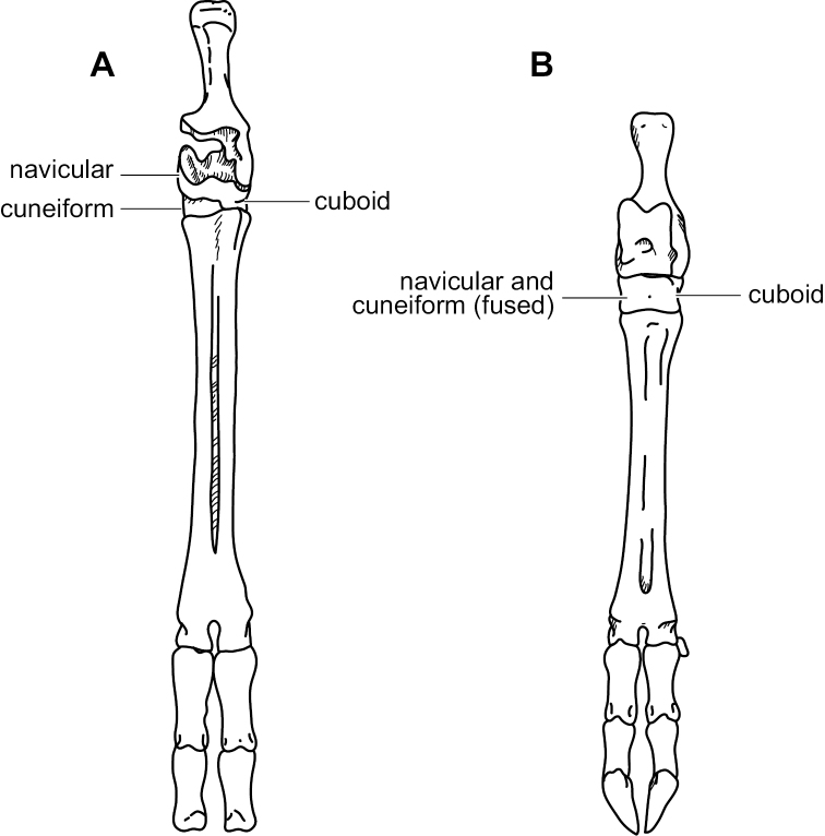 Figure 1c.