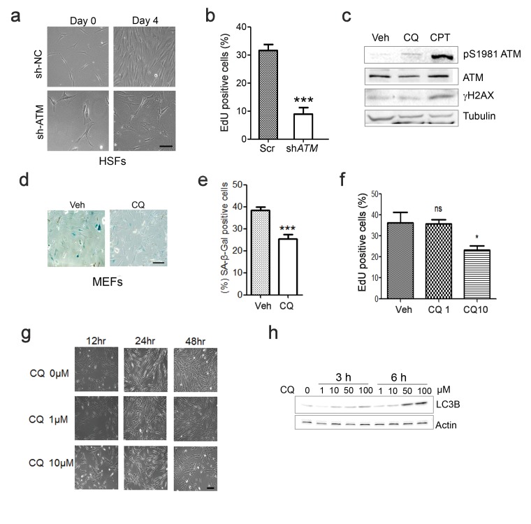 Figure 1—figure supplement 2.