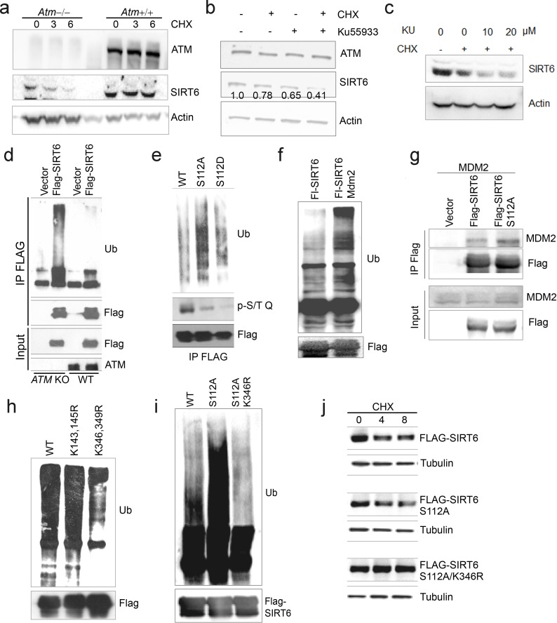 Figure 4—figure supplement 1.