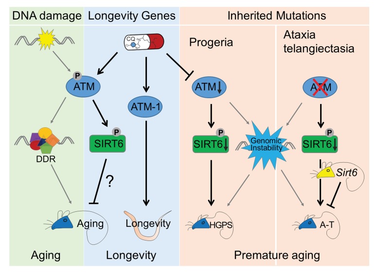 Figure 5—figure supplement 2.