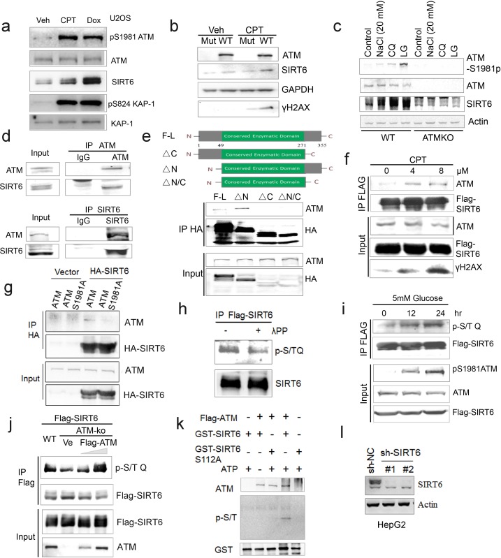 Figure 3—figure supplement 1.