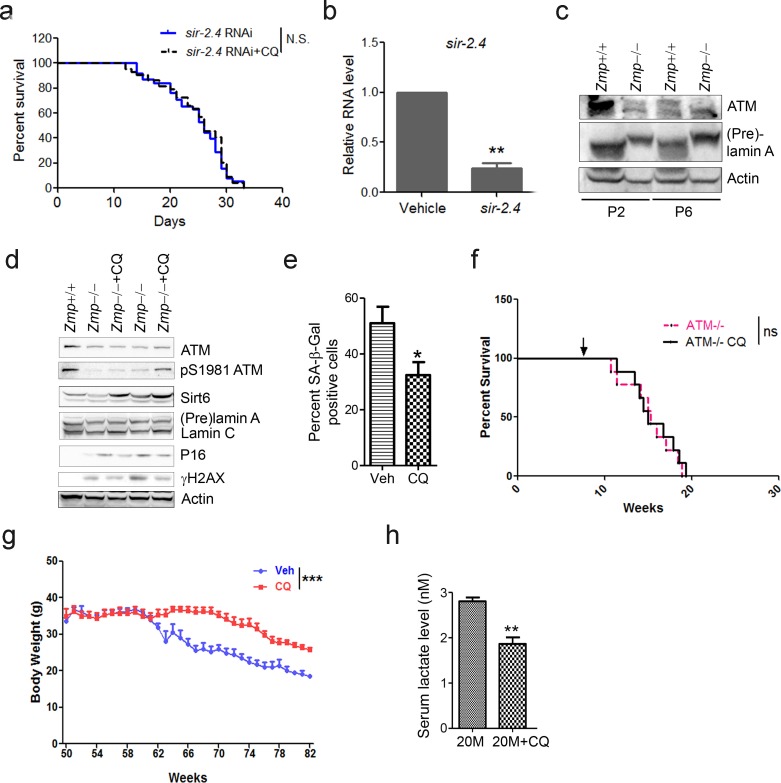 Figure 5—figure supplement 1.