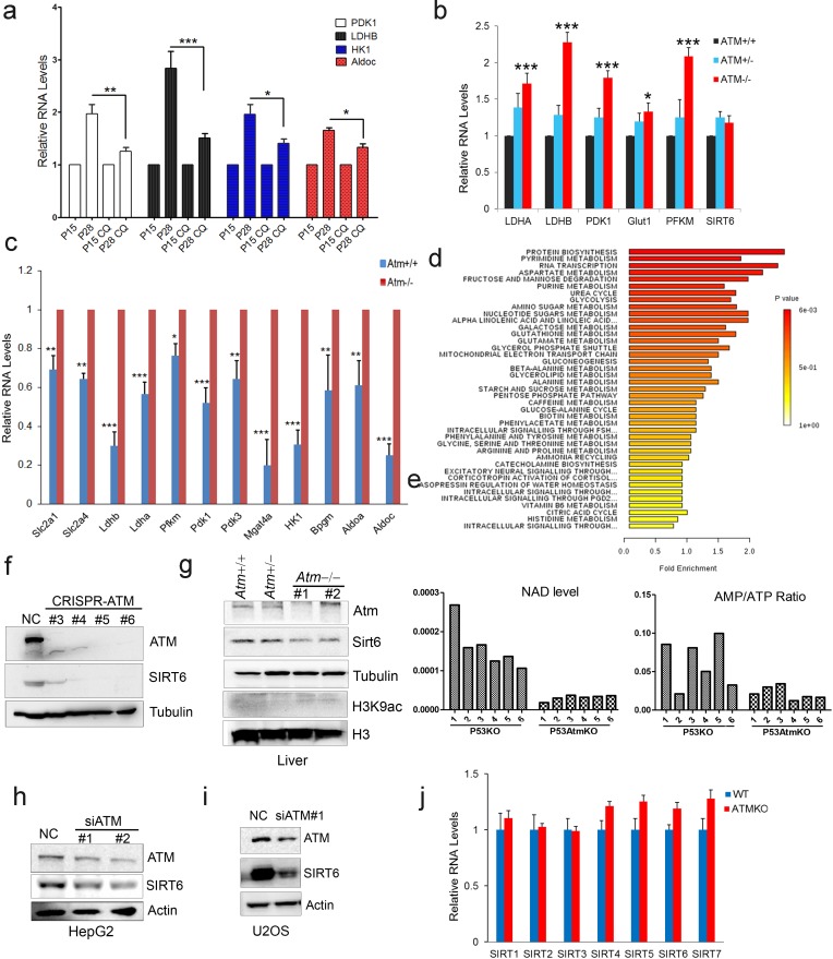 Figure 2—figure supplement 1.