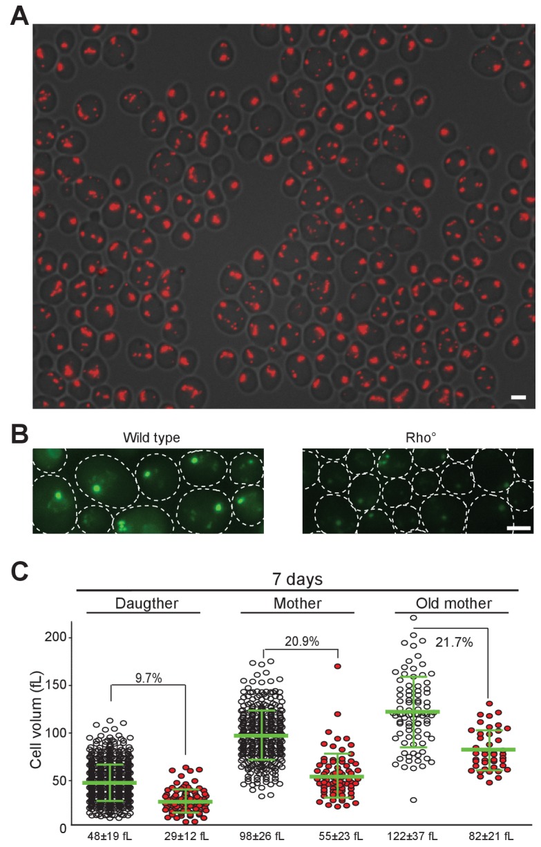 Figure 5—figure supplement 1.