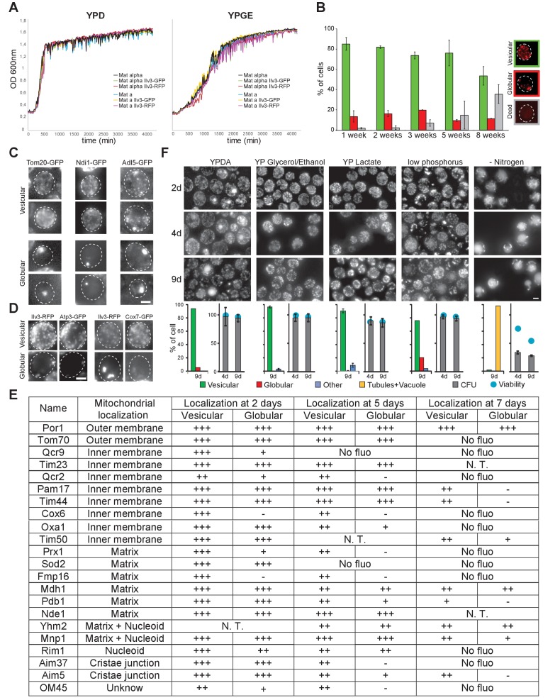 Figure 1—figure supplement 1.