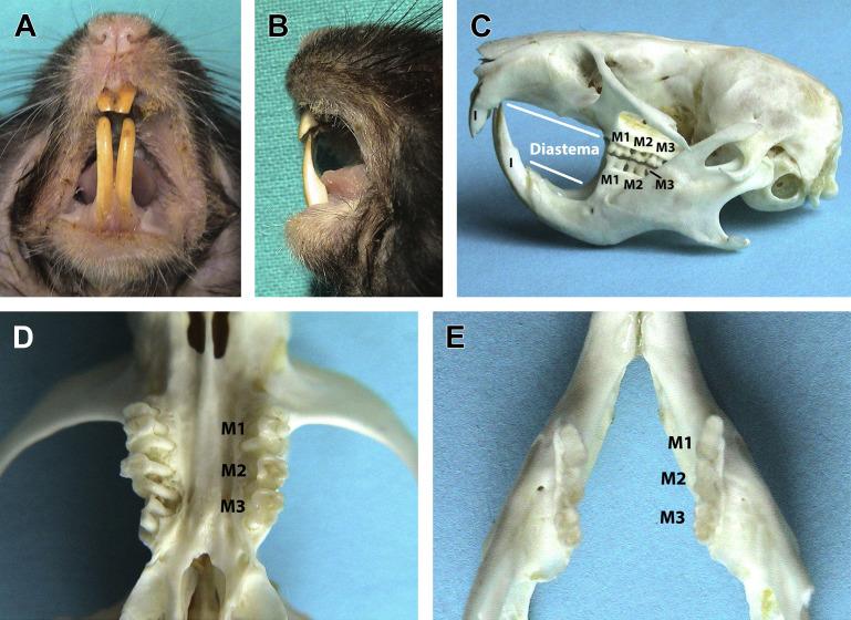 Fig. 1