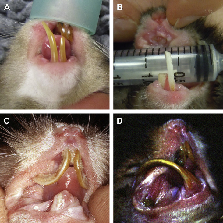 Fig. 4