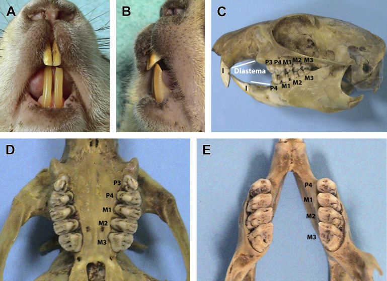 Fig. 2