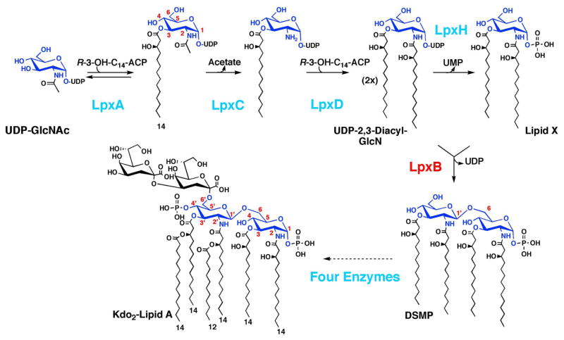 Scheme 1