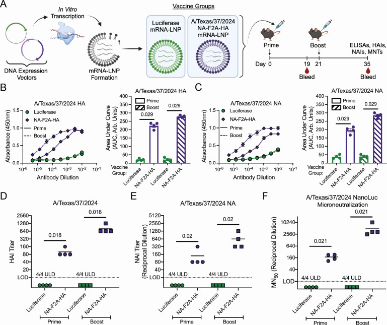 mRNA-LNP vaccination with NA-F2A-HA increases HA and NA antibody binding, HAI, NAI, and MN50 titers after prime and boost. Luciferase group shows undetectable titers.