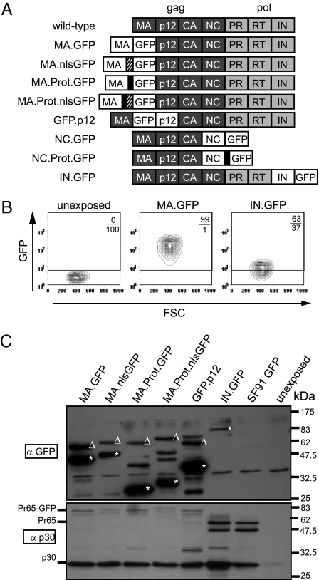 Fig. 1.