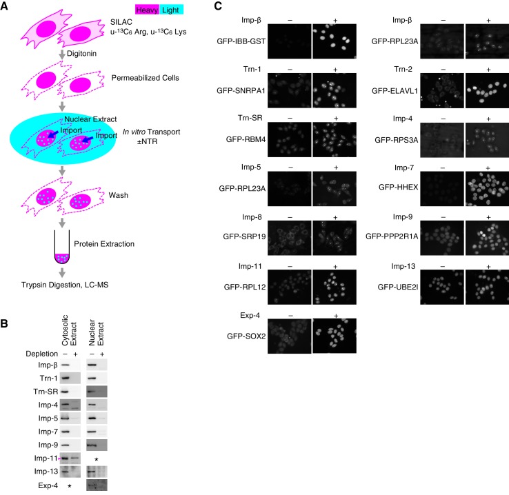 Figure 1—figure supplement 1.