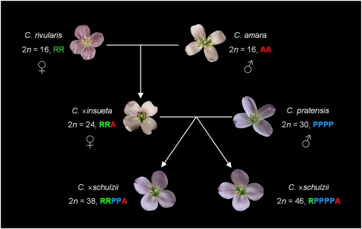 Figure 7.