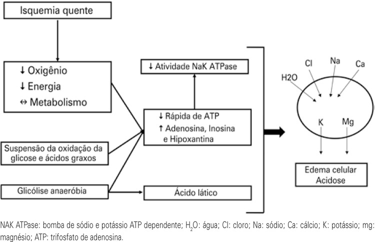 Figura 1