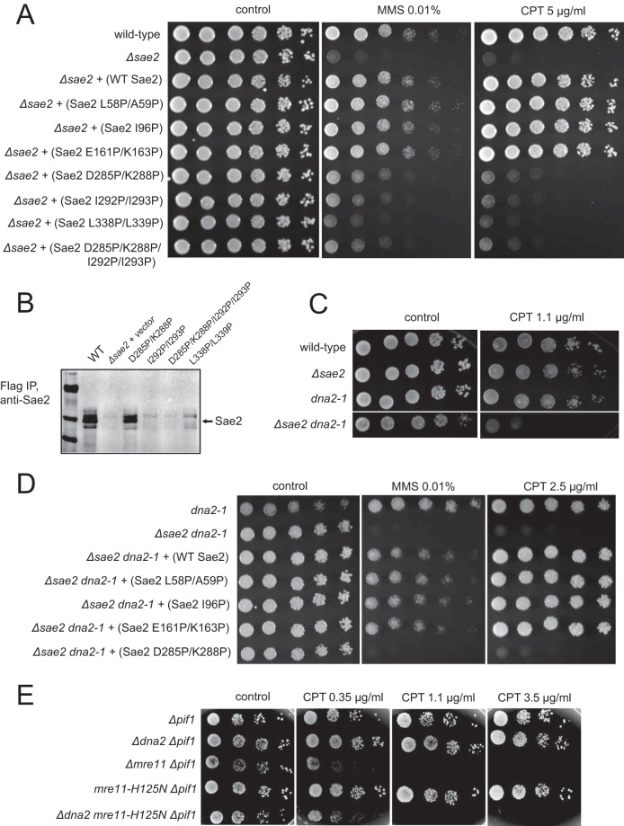 FIG 2