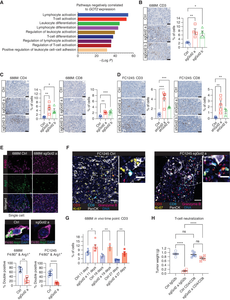 Figure 2. PDAC cell–intrinsic GOT2 suppresses T cell–dependent immunologic control of tumor growth. A, Metascape pathway analysis depicting the top transcriptional programs inversely correlated with GOT2 expression in human PDAC. B and C, IHC staining of control and sgGot2 688M tumors for T-cell marker CD3 (B) and subtype markers CD4 and CD8 (C). Representative images are shown on the left (scale bars = 50 μm), with quantification on the right (ctrl: n = 5, sgGot2 a: n = 4, sgGot2 b: n = 4). Data are presented as mean ± SEM. *, P < 0.05; **, P < 0.01; ***, P < 0.001 by one-way ANOVA. D, IHC staining of control and shGot2 FC1245 tumors for T-cell markers CD3 and CD8. Representative images are shown on the left (scale bars = 50 μm), with quantification on the right (ctrl: n = 5, shGot2 a: n = 5, shGot2 b: n = 3). Data are presented as mean ± SEM. **, P < 0.01; ***, P < 0.001 by one-way ANOVA. E, IHC costaining of control and sgGot2 or shGot2 PDAC for macrophage marker F4/80 and immunosuppressive factor arginase-1 (Arg1). Representative images are from 688M tumors (scale bar on 20× images = 10 μm, scale bar on 63× images = 5 μm). Quantification of double-positive cells out of total F4/80+ cells in the 688M and FC1245 models is on the right; data are presented as mean ± SEM. **, P < 0.01; ****, P < 0.0001 by an unpaired t test. F, Multiplex IHC staining of control and sgGot2 FC1245 tumors for the indicated markers (large images, scale bar = 50 μm; insets, scale bar = 20 μm). G, Quantification of CD3 IHC on 688M PDAC at the indicated time points after transplantation (ctrl d11: n = 7, sgGot2 a d11: n = 6, ctrl d19: n = 3, sgGot2 a d19: n = 3, ctrl d27: n = 5, sgGot2 a d27: n = 4). *, P < 0.05; **, P < 0.01 by an unpaired t test. H, PDAC tumor weight at the experimental endpoint, 27 days after orthotopic transplantation of 688M cells and treatment with isotype control or T-cell depleting antibodies (details in Methods). Ctrl: n = 5 per cohort, sgGot2 a: n = 4 per cohort. Data are presented as mean ± SEM. ns = not significant. ****, P < 0.0001 by one-way ANOVA.