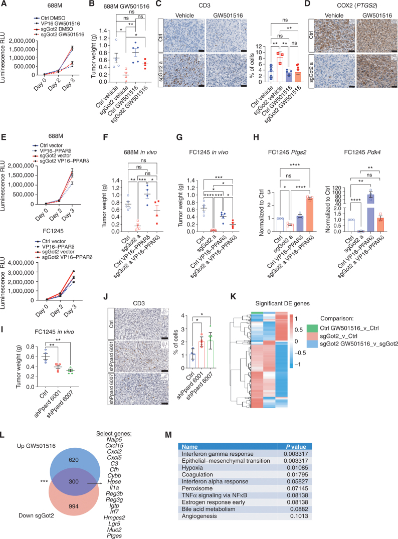 Figure 5. PPARδ activation restores tumor growth and T-cell exclusion in the absence of GOT2. A, Viable cell measurements in control or sgGot2 PDAC cells treated with vehicle or 100 nmol/L GW501516. RLU, relative light unit. B, PDAC tumor weight at the experimental endpoint, 30 days after orthotopic transplantation of the control or sgGot2 cells, with daily i.p. injection of vehicle or 4 mg/kg GW501516. Ctrl: n = 5 per cohort, sgGot2: n = 4 per cohort. Data are presented as mean ± SEM. ns = not significant. *, P < 0.05; **, P < 0.01 by one-way ANOVA. C, IHC staining of control and sgGot2 688M tumors treated with vehicle or GW501516 as in B for the T-cell marker CD3. Representative images are shown above (scale bars = 50 μm), with quantification below (ctrl: n = 5, ctrl + GW501516: n = 5, sgGot2: n = 3, sgGot2 + GW501516: n = 4). Data are presented as mean ± SEM. ns = not significant. **, P < 0.01 by one-way ANOVA. D, IHC staining for PTGS2/COX2 in control or sgGot2 PDAC treated with vehicle or GW501516 (representative of n = 3–5 per cohort). Scale bars = 50 μm. E, Viable cell measurements in control or sgGot2 PDAC cells stably transduced with empty vector or VP16–PPARδ. Data are presented as mean ± SEM. F and G, PDAC tumor weight at the experimental endpoint in the indicated 688M (F) and FC1245 (G) lines. 688M: Ctrl: n = 5, sgGot2 a: n = 4, ctrl VP16–PPARδ: n = 4, sgGot2 a VP16–PPARδ: n = 4, endpoint = day 27. FC1245: Ctrl: n = 5, sgGot2 a: n = 5, ctrl VP16–PPARδ: n = 5, sgGot2 a VP16–PPARδ: n = 4, endpoint = day 18. Ctrl and sgGot2 FC1245 arms here are also depicted in Fig. 1E. ns = not significant. *, P < 0.05; **, P < 0.01; ***, P < 0.001; ****, P < 0.0001 by one-way ANOVA. H, qPCR for PPARδ-regulated genes in the indicated FC1245 stable cell lines, normalized to 36b4. Data are presented as mean ± SEM from biological triplicates. *, P < 0.05; **, P < 0.01; ****, P < 0.0001 by one-way ANOVA. I, PDAC tumor weight at experimental endpoint (day 18) in ctrl (n = 4) and shPpard (n = 5 per hairpin) FC1245 tumors. **, P < 0.01 by one-way ANOVA. J, Quantification of CD3 IHC on the tumors from I (scale bars = 50 μm). ns = not significant. *, P < 0.05 by one-way ANOVA. K, Heat map depicting differentially expressed (DE) genes in control and sgGot2 FC1245 PDAC cells, untreated or treated with 500 nmol/L GW501516 for 24 hours (n = 3 per group), identified by RNA-seq using cutoff criteria Padj < 0.01 and logFC < −1 or > 1 in at least one comparison. L, Venn diagram showing RNA-seq results by the criteria in K, with sample gene identities at the overlap listed. Overlapping gene frequency: ***, P < 0.001 by permutation test. M, Molecular Signatures Database (MSigDB) pathway analysis showing the top 10 enriched pathways of genes at the overlap in L.