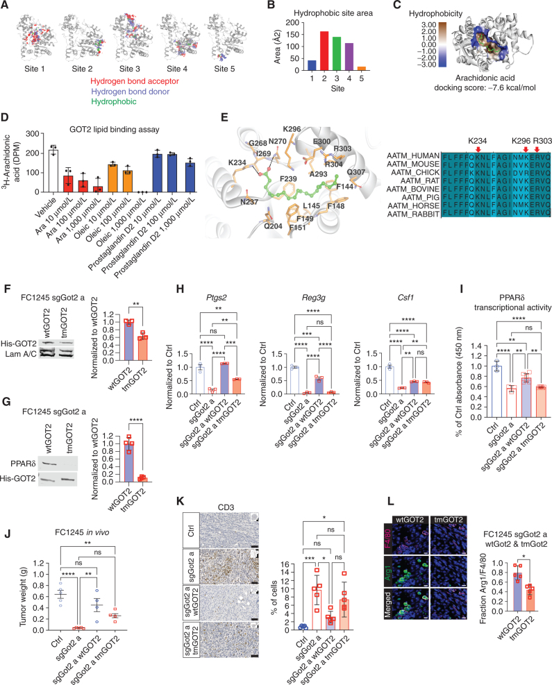 Figure 4. Figure 4. GOT2 binds to the PPARδ ligand directly. A, Hydrophobic site maps on the GOT2 protein, indicating putative fatty acid binding domains. Red: hydrogen bond acceptor, blue: hydrogen bond donor, green: hydrophobic. B, Plot of the hydrophobic area of the putative fatty acid binding sites depicted in A. C, Docking model of arachidonic acid in site 2 on the GOT2 protein, with bioenergetic docking score (−7.6 kcal/mol) indicated below. D, Competitive fatty acid binding assay measuring radioactivity upon incubating purified human GOT2 with 3H-arachidonic acid (1 μmol/L) and the indicated concentrations of cold lipid species. Ara, cold arachidonic acid. E, Left, model of arachidonic acid bound to GOT2, indicating amino acid residues that potentially facilitate binding. Based on this model, K234, K296, and R303 were selected for mutation to alanine. Right, conservation of GOT2 amino acid sequence, including the three residues predicted to support arachidonic acid binding, among higher vertebrates. F, Western blots indicating nuclear and whole-cell abundance of wtGOT2 and tmGOT2 (both His-tagged) in reconstituted sgGOT2 FC1245 PDAC cells. Nuclear GOT2 quantification appears to the right. **, P < 0.01 by an unpaired t test. G, Western blots from whole-cell lysates or His pulldowns from the cells depicted in F. ****, P < 0.0001 by an unpaired t test. H, qPCR for the indicated PPARδ-regulated genes in FC1245 stable cell lines, normalized to 36b4. Data are presented as mean ± SEM from biological triplicates. ns = not significant. **, P < 0.01; ***, P < 0.001; ****, P < 0.0001 by one-way ANOVA. I, PPARδ transcriptional activity assay in the indicated FC1245 stable cell lines. Data are presented as mean ± SEM from three to six biological replicates. ns = not significant. **, P < 0.01; ****, P < 0.0001 by one-way ANOVA. J, PDAC tumor weight at the experimental endpoint, 18 days after orthotopic transplantation of the indicated FC1245 cells. Ctrl: n = 5, sgGot2 a: n = 5, sgGot2 a + wtGOT2: n = 4, sgGot2 a + tmGOT2: n = 5. Ctrl and sgGot2 arms here are also depicted in Fig. 1E. Data are presented as mean ± SEM. ns = not significant. **, P < 0.01; ****, P < 0.0001 by one-way ANOVA. K and L, IHC staining (scale bars = 50 μm) and quantification for T cells (K; CD3) and macrophages (L; F4/80 and Arg1) in PDAC harboring wtGOT2 or tmGOT2 (n = 5 per arm). Data are presented as mean ± SEM. ns = not significant. *, P < 0.05; ***, P < 0.001 by one-way ANOVA (K) or an unpaired t test (L).