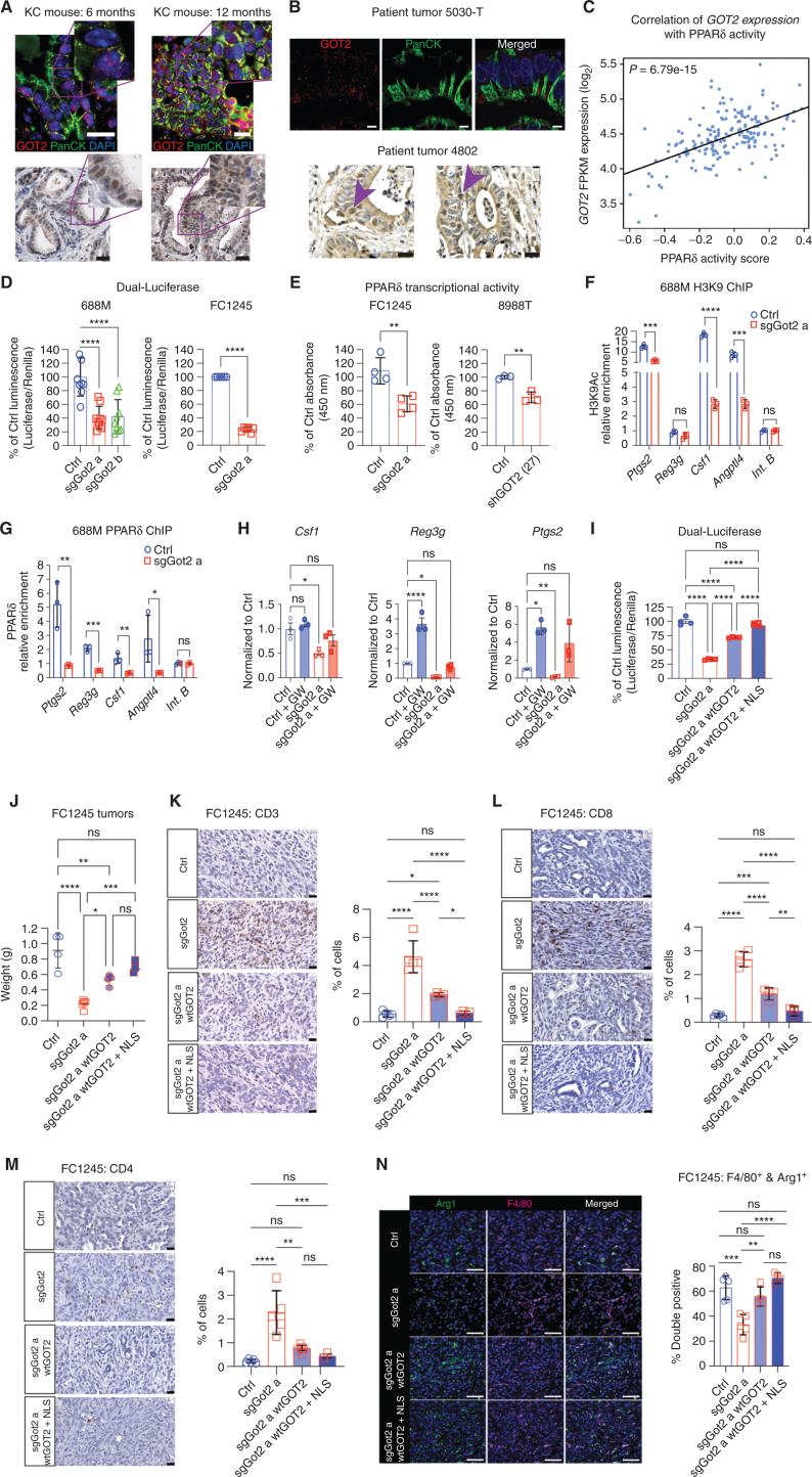 Figure 3. GOT2 positively regulates PPARδ activity. A, IHC staining for GOT2 or GOT2 and panCK in pancreas tissues from KrasLSL-G12D/+;Pdx1-Cre (KC) mice at 6 or 12 months of age (representative of n = 4 per time point). Scale bars = 20 μm. B, IHC staining for GOT2 or GOT2 and panCK in human PDAC (representative of n = 5). Fluorescent images: scale bar = 5 μm, brightfield image: scale bar = 20 μm. Arrowheads indicate examples of tumor cells with nuclear GOT2. C, Scatter plot depicting the correlation of GOT2 expression with expression of PPARδ target genes in human PDAC per TCGA RNA-seq data (n = 177). FPKM, fragments per kilobase of transcript per million mapped reads. D, Luciferase assay for PPRE activity in the indicated cell lines, normalized to renilla, presented as mean ± SEM. ****, P < 0.0001 by one-way ANOVA (688M) or an unpaired t test (FC1245). E, PPARδ transcriptional activity assay, reading out binding to immobilized DNA containing PPREs, in the indicated cell lines. Data are presented as mean ± SEM from four (FC1245) or three (8988T) independent experiments. **, P < 0.01 by an unpaired t test. F and G, ChIP for H3K9Ac (F) and PPARδ (G) in control or sgGot2 688M PDAC cells, followed by qPCR for proximal promoter regions of the indicated genes. Data were normalized to an intergenic region (int. B) and are presented as mean ± SEM from biological triplicates. ns = not significant. *, P < 0.05; **, P < 0.01; ***, P < 0.001; ****, P < 0.0001 by an unpaired t test. H, qPCR for the indicated PPARδ-regulated genes in control or GOT2-knockdown PDAC cells, treated with vehicle (DMSO) or the PPARδ synthetic agonist GW501516 (GW; 100 nmol/L). Data are presented as mean ± SEM from biological triplicates. ns = not significant. *, P < 0.05; **, P < 0.01; ****, P < 0.0001 by one-way ANOVA. I, Luciferase assay for PPRE activity in sgGOT2 PDAC cells reconstituted with wild-type GOT2 (wtGOT2) or NLS-wtGOT2. Data are presented as mean ± SEM from four independent experiments. ns = not significant. ****, P < 0.0001 by one-way ANOVA. J, PDAC tumor weight at the experimental endpoint, 22 days after orthotopic transplantation of FC1245 cells into immune-competent hosts (n = 4–5 per arm). Data are presented as mean ± SEM. ns = not significant. *, P < 0.05; **, P < 0.01; ***, P < 0.001; ****, P < 0.0001 by one-way ANOVA. K–M, IHC staining and quantification of T-cell markers CD3, CD8, and CD4 in FC1245 tumors (n = 4–5 per arm, scale bars = 20 μm). Data are presented as mean ± SEM. ns = not significant. *, P < 0.05; **, P < 0.01; ***, P < 0.001; ****, P < 0.0001 by one-way ANOVA. N, IHC staining and quantification of CD68 and Arg1 in FC1245 tumors (n = 4–5 per arm, scale bars = 20 μm). Data are presented as mean ± SEM. ns = not significant. **, P < 0.01; ***, P < 0.001; ****, P < 0.0001 by one-way ANOVA.