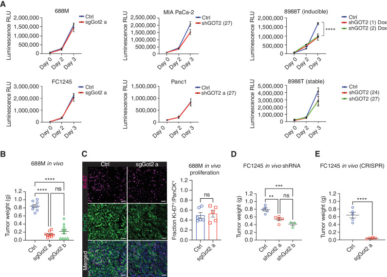 Figure 1. GOT2 promotes pancreatic tumor progression without impacting proliferation. A, Viable cell measurements in the indicated PDAC cell lines. Data are presented as mean ± SEM from biological triplicates. ****, P < 0.0001 by one-way ANOVA. Dox, doxycycline; RLU, relative light unit. Numbers in parentheses are the short hairpins (shRNAs) used for the GOT2 knockdowns. B, PDAC tumor weight at the experimental endpoint, 34 days after orthotopic transplantation of 688M cells into immune-competent hosts. Ctrl: n = 8, sgGot2 a: n = 9, sgGot2 b: n = 10. Data are presented as mean ± SEM. ns = not significant. ****, P < 0.0001 by one-way ANOVA. C, IHC staining of tumors in B for Ki-67 (proliferation) and pan-cytokeratin (panCK; tumor cells), with a DAPI counterstain (nuclei). Representative images are shown on the left (scale bars = 50 μm), with quantification on the right (ctrl: n = 6, sgGot2: n = 5). Data are presented as mean ± SEM. ns = not significant by an unpaired t test. D, PDAC tumor weight at the experimental endpoint, 22 days after orthotopic transplantation of FC1245 cells into immune-competent hosts. Ctrl: n = 5, shGot2 a: n = 5, shGot2 b: n = 3. Data are presented as mean ± SEM. ns = not significant. **, P < 0.01; ***, P < 0.001 by one-way ANOVA. E, PDAC tumor weight at the experimental endpoint, 18 days after orthotopic transplantation of FC1245 cells into immune-competent hosts. Ctrl: n = 5, sgGot2 a: n = 5. Data are presented as mean ± SEM. ****, P < 0.0001 by an unpaired t test.