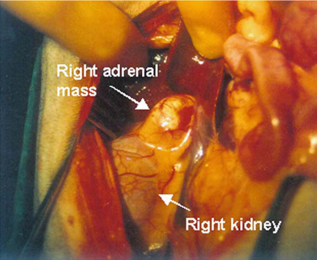 Fig 3.