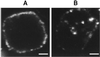 Fig 2.