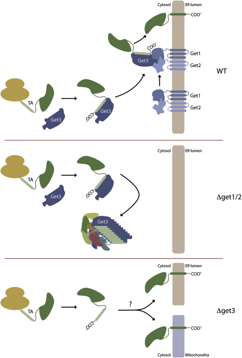 Figure 7