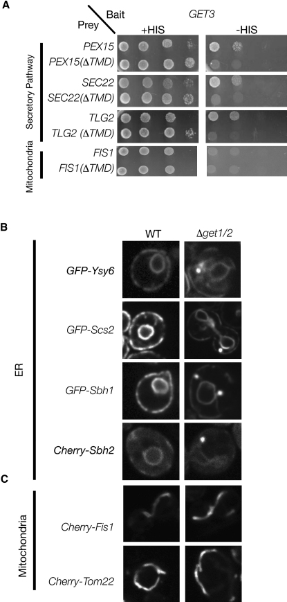 Figure 3