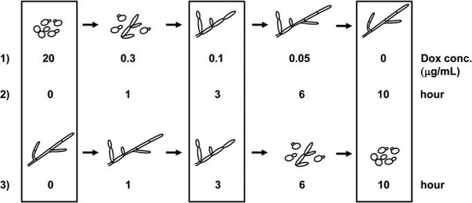 FIGURE 1: