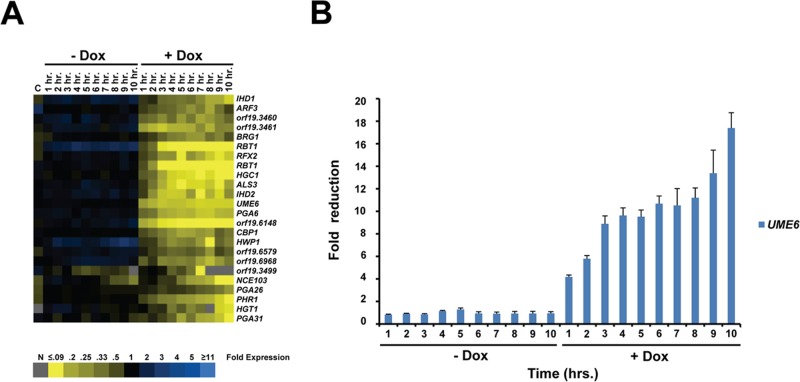 FIGURE 6: